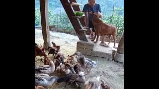 Daily life in the countryside Gardening growing vegetables taking care of pets [upl. by Mathur580]