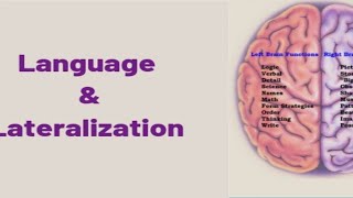 Lateralization Lateralization in linguistics importance of lateralization [upl. by Aneliram]