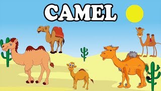 Camel  Animal Rhymes  English Rhymes  Children Nursery Rhymes   Comprint Multimedia [upl. by Connett]