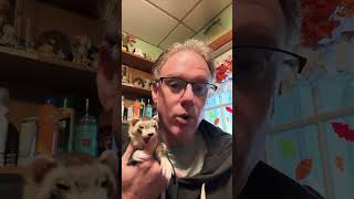 So you want to get a ferret part 15 bonding ferret ferretlove cute [upl. by Fredra]