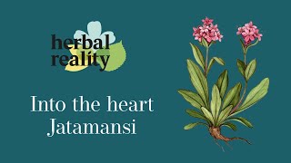 Jatamansi Himalayan Herb of Tranquility [upl. by Veradia]