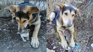 Left at a garbage dump he sheltered warmed and saved the kitten—a true miracle of love [upl. by Tillinger]