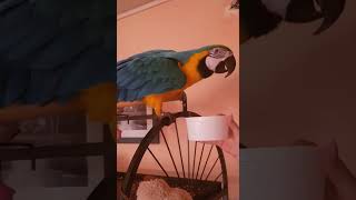 Guacamayo Hablando español [upl. by Ahsienot]