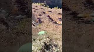 The process of rolling bagged potatoes down the mountain [upl. by Alysa]