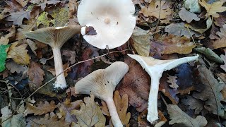 Kasna ulegnica Martinčica Infundibulicybe Clitocybe geotropa [upl. by Bristow867]