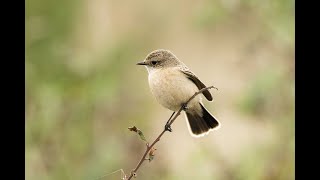 Siberian Stonechat Cromer Norfolk 61024 [upl. by Jaynell900]