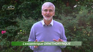 L’excentrique ORNITHORYNQUE [upl. by Anihsat]