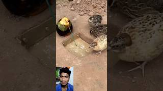 Chidiyo Ko Kaise Pakda Jata hai।। how to catch birds।। Youtuber Umesh।। discoveryboyumesh short [upl. by Akkim]