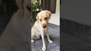 Kidappu kandille 🧐😜 dog labradorretreiver doglover shortsviral [upl. by Aneekal]