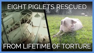 Eight Pigs Rescued After Lifetime of Torture  PETA Animal Rescues [upl. by Tavish]