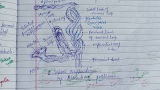 Coelomoducts amp Nephridia zoology zoologynotes nephridia [upl. by Regdirb]