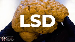 What LSD Does to the Brain [upl. by Yuht204]