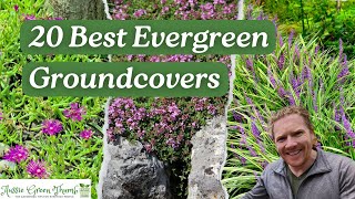 20 Evergreen Groundcovers to Keep Your Garden Looking Great All Year [upl. by Francois459]