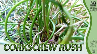 CORKSCREW RUSH Information Description amp More Juncus effusus Twister [upl. by Biernat92]