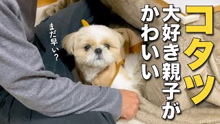 【シーズー】コタツ大好き親子が可愛い www（今日のオトンクッキングは、胃に優しい！長芋と豆腐のとろふわ焼き編）【357】 [upl. by Acimot]