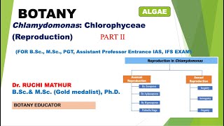 Chlamydomonas ReproductionBSc I yearMSc Botany [upl. by Nerhtak]