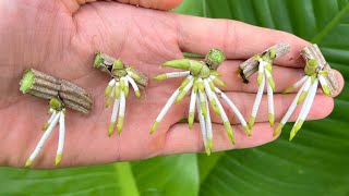 How to propagate orchids with aloe vera in plastic bottles [upl. by Emmons]