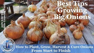 How to Grow Onions Harvest Onions amp Cure Onions from Start to Finish l Walla Walla Onions [upl. by Kirsten691]