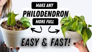 How To Make Philodendron Houseplants Bushier EASY  GROW HUGE PHILO PLANTS AT HOME [upl. by Iharas]