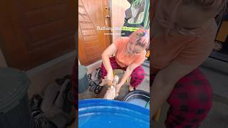 Giving our shihtzu dog mojo a bath 🐶🧼 shihtzu doglife dogbath vetcore bearing [upl. by Moskow504]