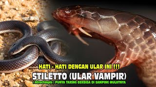 ular stiletto  Atractaspis  ular vampir ular berbisa [upl. by Nuajed]