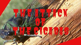 Attack of The Cicadas 13year cicadas cycle Murfreesboro TN [upl. by Lekar200]