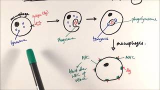 AS Biology  Phagocytosis OCR A Chapter 125 [upl. by Berl162]