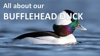 Bufflehead Duck Documentary  Goldeneyes Bucephala albeola [upl. by Morganne]