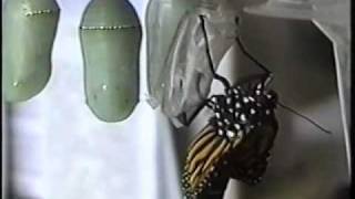 Metamorphosis of the Monarch Butterfly June 2007 [upl. by Alakam]