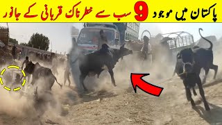 Pakistan Main 9 Sab Sy Khaternak Qurbani K Janwar  Eid 2023  NYKI [upl. by Attiuqram]