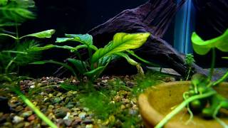 Bolivian Rams in 20 Tall Fish Tank Aquarium HDLumix LX3 [upl. by Adiene902]