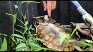 指を噛まれても可愛いの💕イシガメ屋外飼育  20240729カメランド通信🛜🐢 [upl. by Narahs]