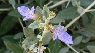 Teucrium fruticans Camedrio medicinal plant [upl. by Nyram]