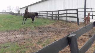 Reedannland  Teaching a foal to follow [upl. by Ardnwahs]