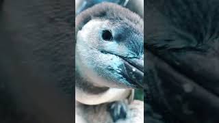 Humboldt penguin 🐧 ❤️ shorts video shorts animals viral trending youtubeshorts [upl. by Laoj]