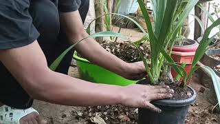 cymbidium orchid repotting 2024  backbulbs [upl. by Aivle]