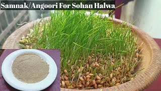 Samnak Or Angoori Recipe for Multani Sohan Halwa  Sohni ka atta  How to make wheat sprout at home [upl. by Felice871]