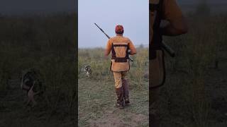 Quail hunting with Pointer Dog quail gundogs pointerdog wilderness birds shotgunking [upl. by Deborah235]