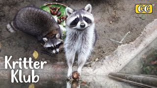 How To Eat Hard Shell Snails 101 By Prof Raccoon l Kritter Klub [upl. by Tennos]