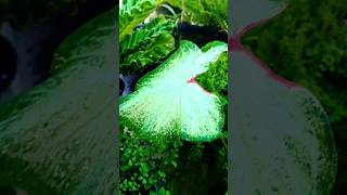 caladium garden shortsvideo viralsong [upl. by Ymerej893]