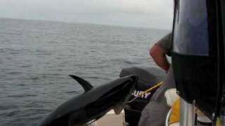 Reel Deal Tuna Fishing and RonZ Baits Cape Cod [upl. by Harad]