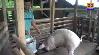 Agriculture Programme  Bokashi Piggery Farming at Khongjom [upl. by Noyek]