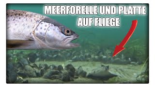 Meerforelle und Plattfisch auf Fliege  Tipps zur Schnur Montage und Fliegenwahl [upl. by Ahsinad]