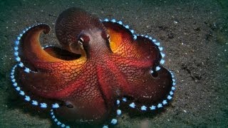 The Maldives octopuses [upl. by Adlog]