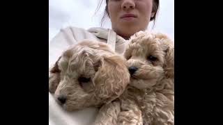 Bichon poodle poochon bichpoo bichonpoo puppies at 6 weeks [upl. by Ayikur]