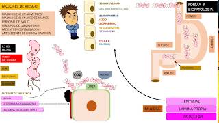 Helicobacter PYLORI duodenitis [upl. by Allehs]