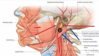 Parotid gland relations 9 [upl. by Kizzee]