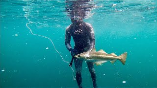 The Spearfishing Inception  Spearfishing Scotland [upl. by Ecissej]