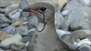 Canastera común Glareola pratincola Collared Pratincole [upl. by Irdua]