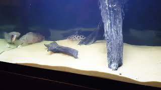 SYNODONTIS DECORUS CATFISH [upl. by Shaper]